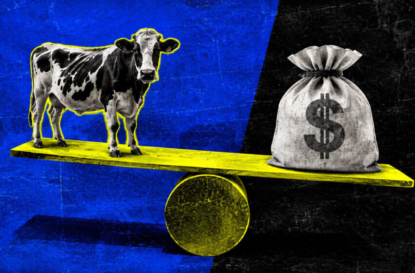 How 10 cows in Brazil unlocked a tokenized path to bridge an $8 trillion global finance gap
