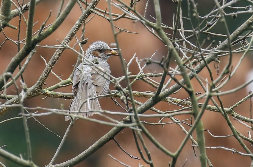 Sit back and watch the birds—your health will thank you, data shows