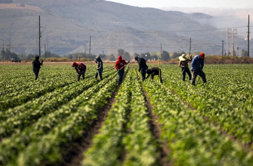 Farmworkers in extreme heat get free electrolytes in 22 states